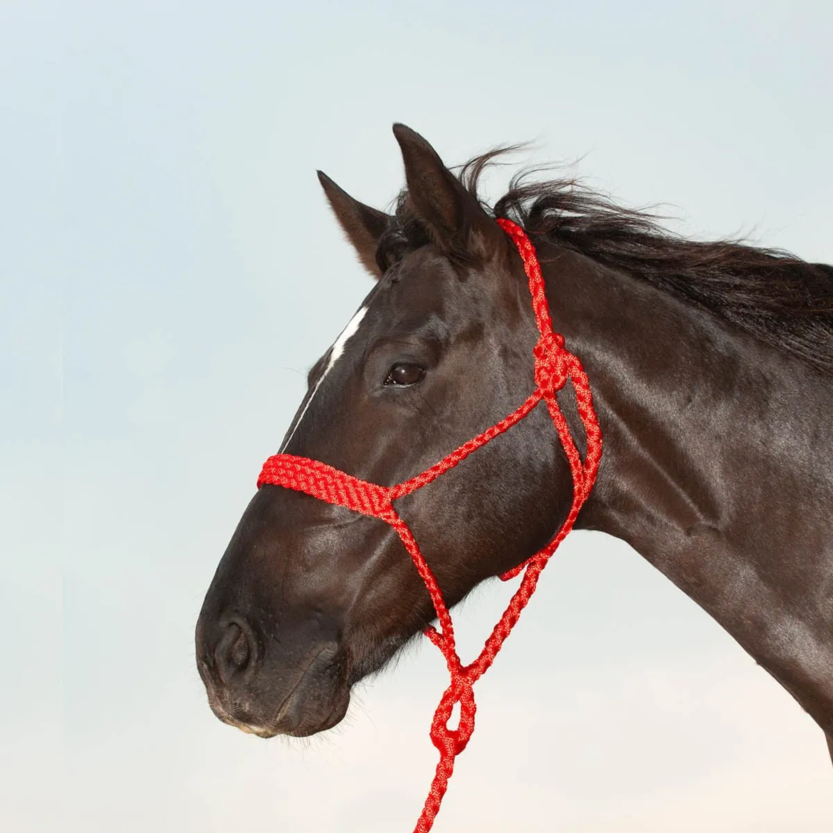 Classic Equine Flat Braid Halter with Lead Rope