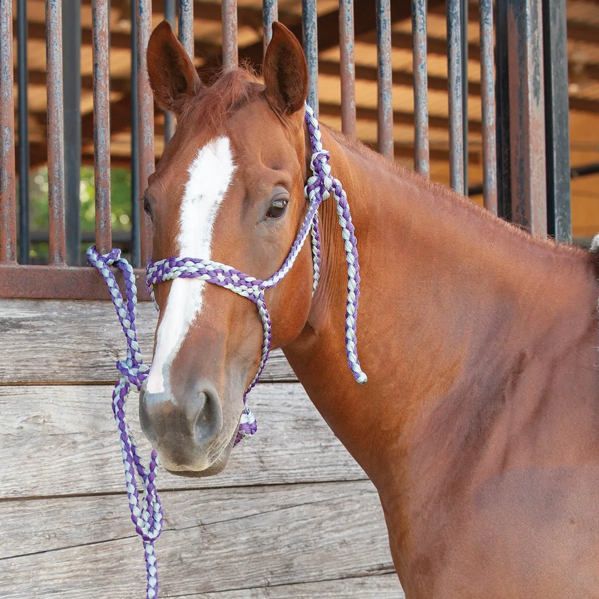 Classic Equine Flat Braid Halter with Lead Rope