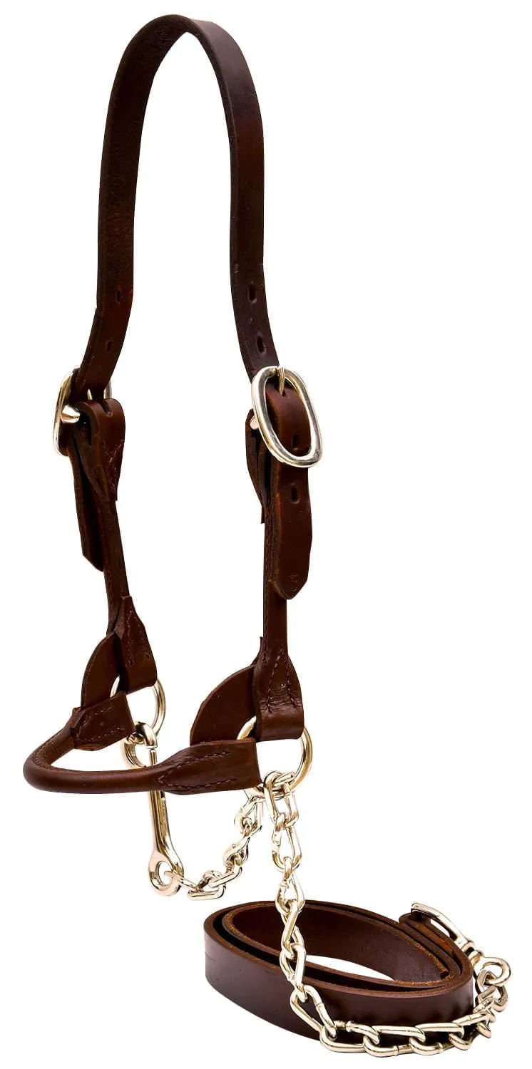 Weaver Leather Classic Rounded Cattle Show Halter, Large